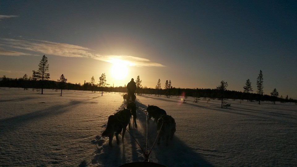 hundekjoringvinter