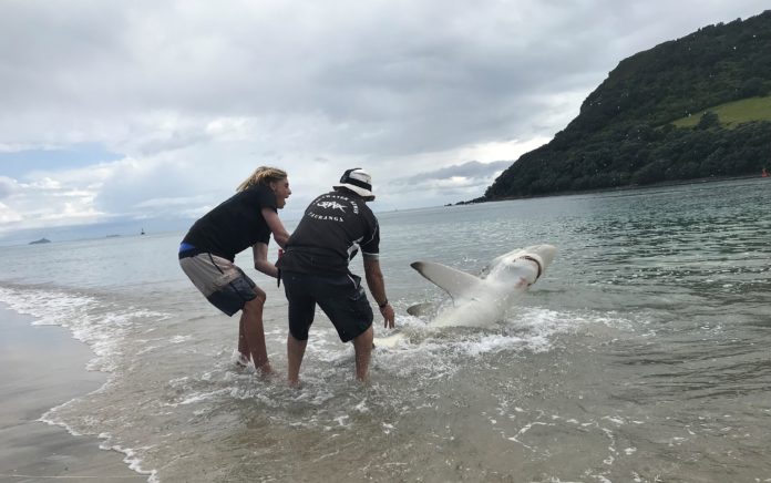 To unge menn fanger en hai i New Zealand