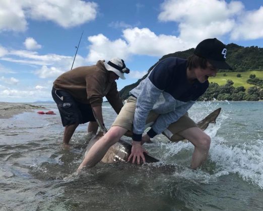 To menn fanger en hai i New Zealand