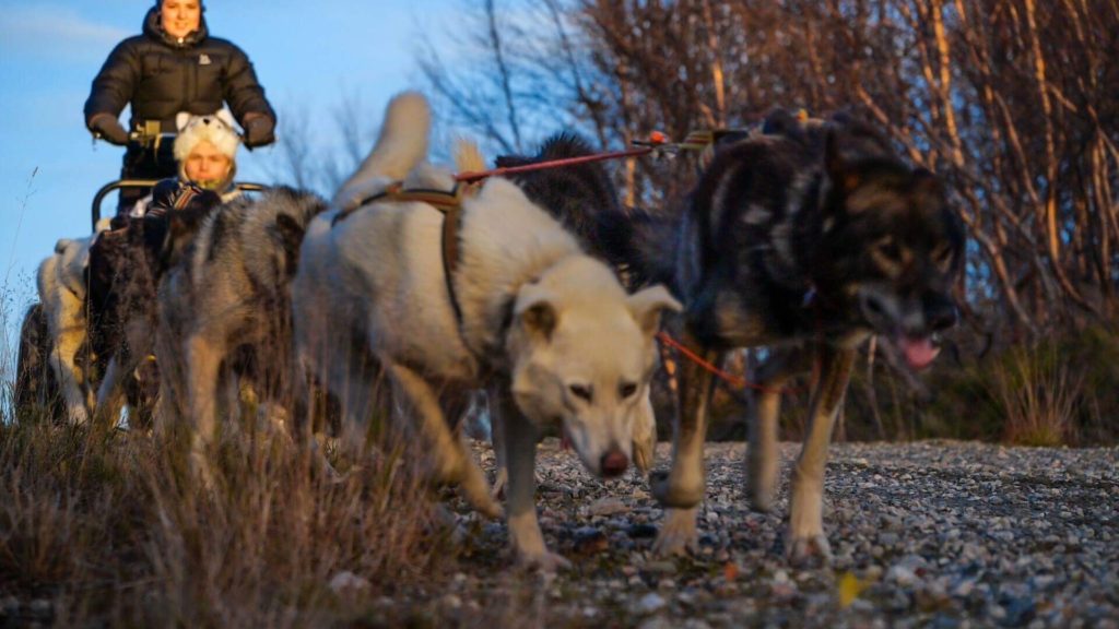 HUndekjøring Pasvik folkehøgskole Maren Kvan