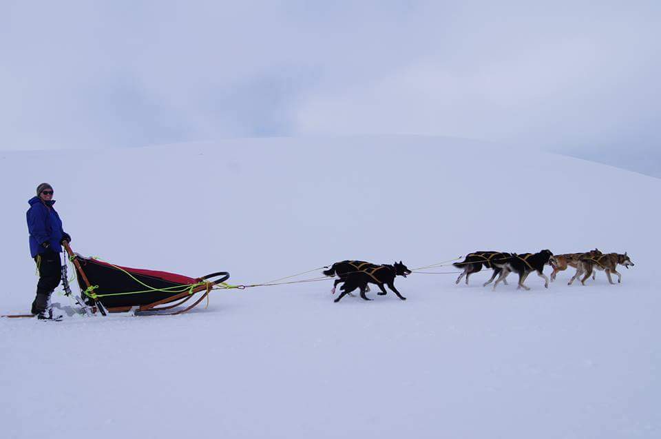 HUndeslede, hundespann, på tur